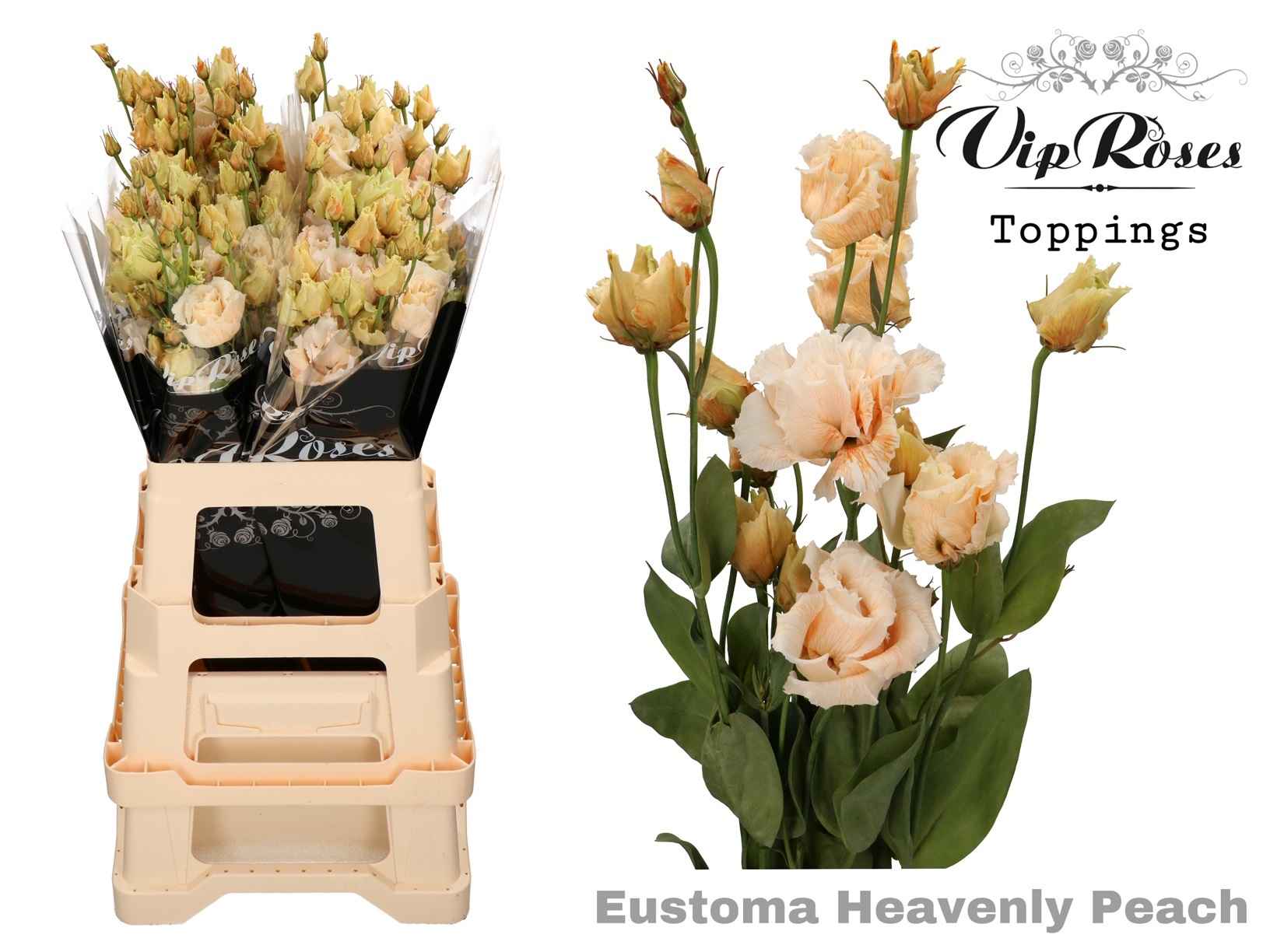 Срезанные цветы оптом Lisianthus do paint heavenly peach от 20шт из Голландии с доставкой по России