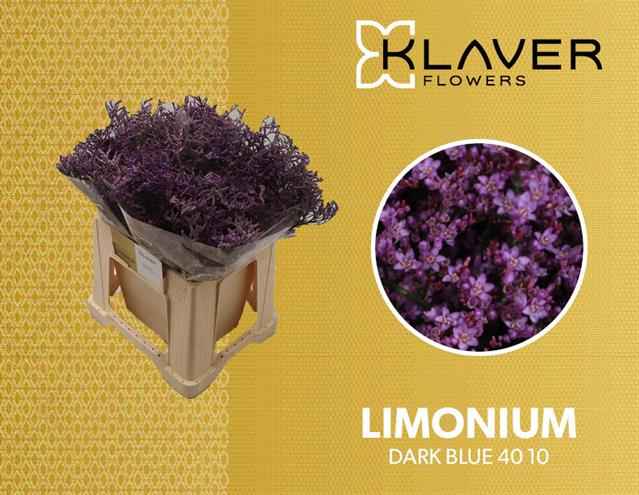 Срезанные цветы оптом Limonium safora dark blue от 100шт из Голландии с доставкой по России