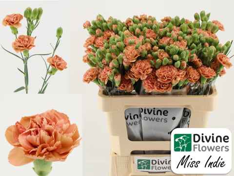 Срезанные цветы оптом Dianthus sp miss indie от 60шт из Голландии с доставкой по России