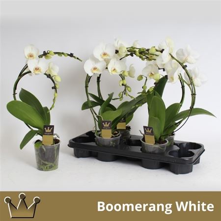 Горшечные цветы и растения оптом Phal El Cascade Boomerang 2 Branches 16+ от 5шт из Голландии с доставкой по России