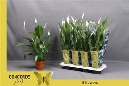 Горшечные цветы и растения оптом Spath Sweet Chico 5+ от 8шт из Голландии с доставкой по России