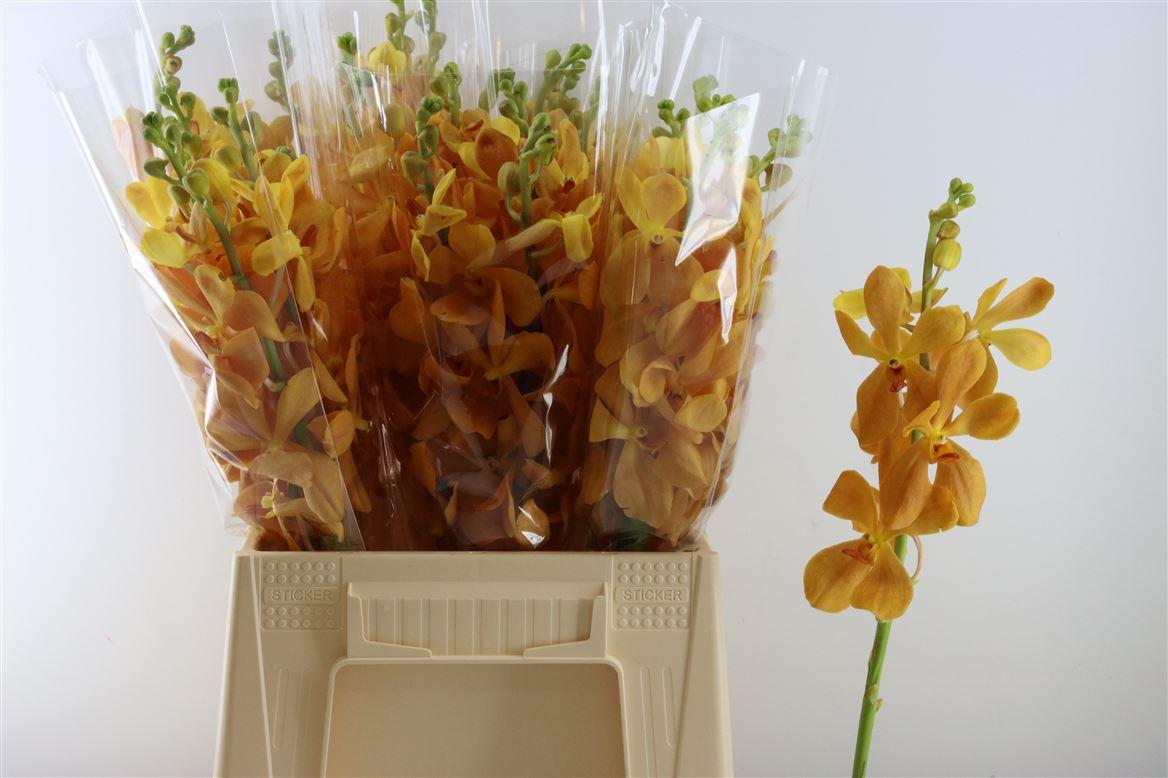 Срезанные цветы оптом Dendrobium mokara new orange от 15шт из Голландии с доставкой по России