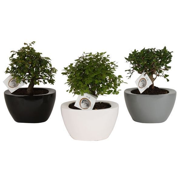 Горшечные цветы и растения оптом Bonsai Mix In Folded Pot Colormix от 4шт из Голландии с доставкой по России