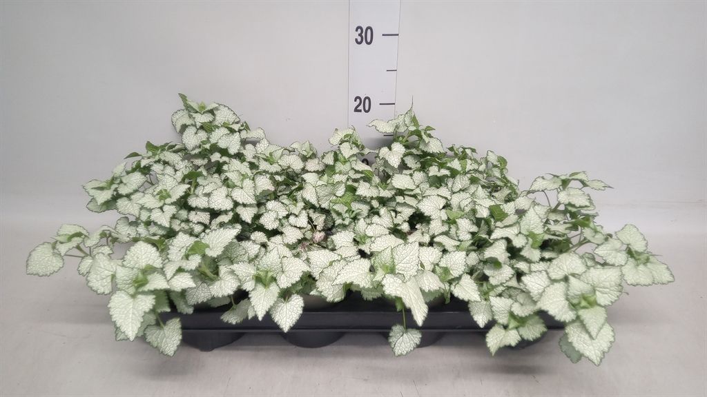 Горшечные цветы и растения оптом Lamium Maculatum от 8шт из Голландии с доставкой по России