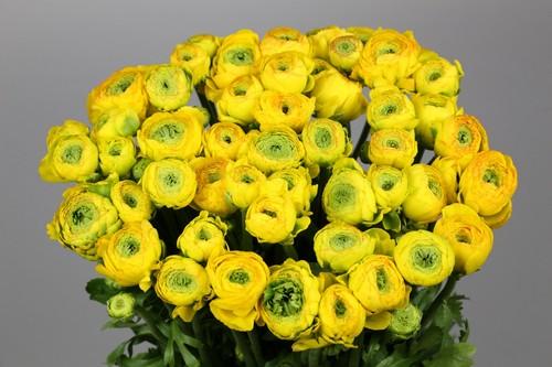 Срезанные цветы оптом Ranunculus clooney luna от 60шт из Голландии с доставкой по России