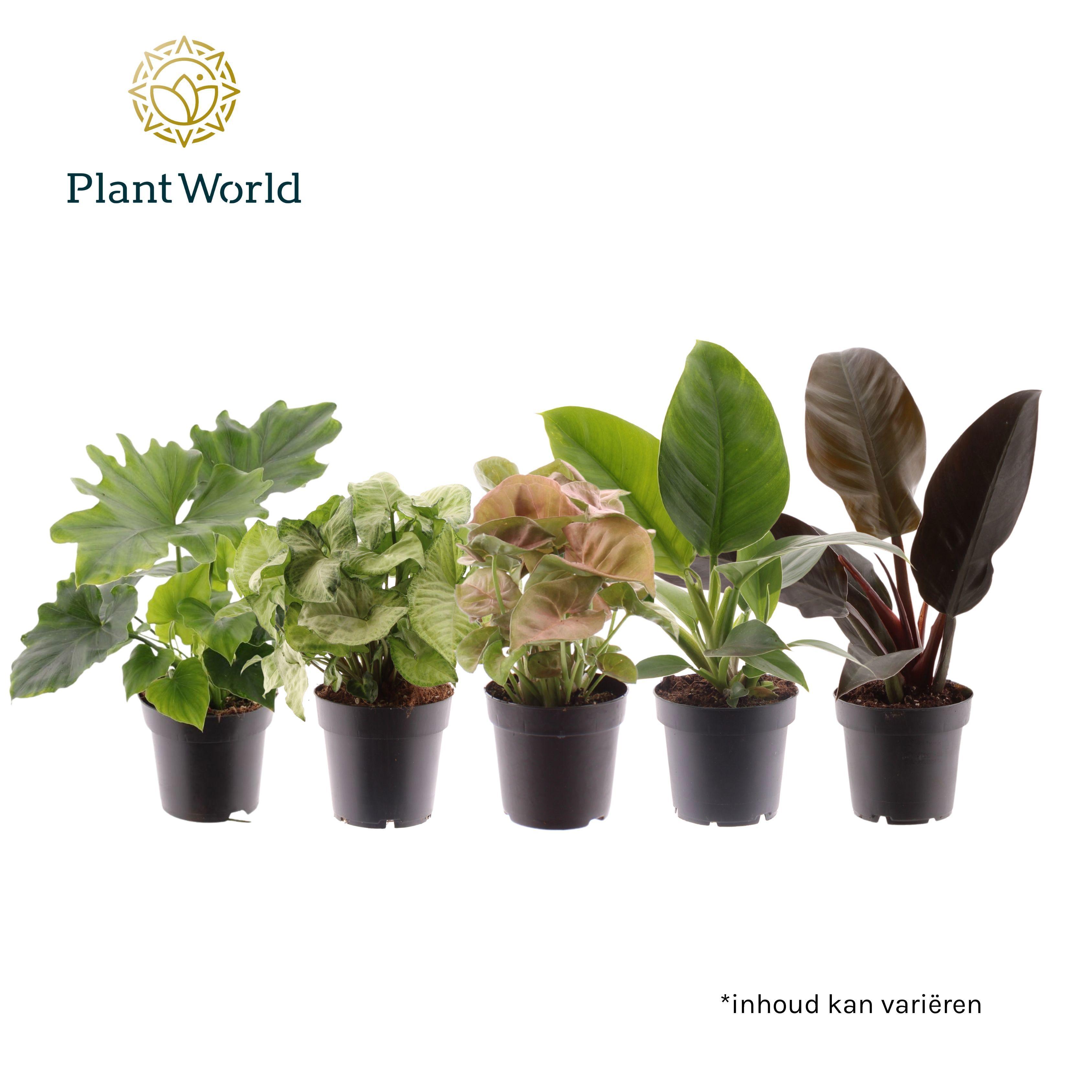 Горшечные цветы и растения оптом Greenmix от 7шт из Голландии с доставкой по России