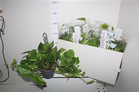 Горшечные цветы и растения оптом Epipremnum Pinnatum Aureum - Hangpo от 6шт из Голландии с доставкой по России