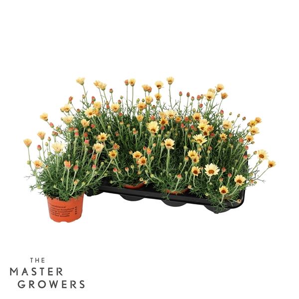 Горшечные цветы и растения оптом Rhodanthemum Zagora Yellow от 8шт из Голландии с доставкой по России