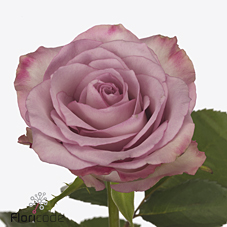 Срезанные цветы оптом Rosa large thriller от 400шт из Голландии с доставкой по России