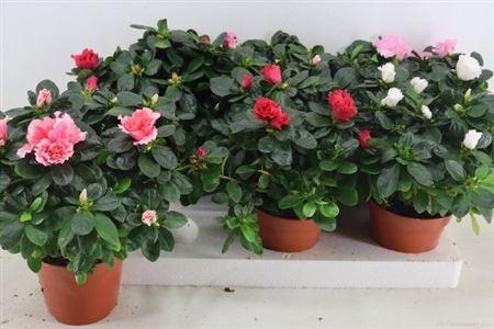 Горшечные цветы и растения оптом Rhodo Si Vogel Gem от 6шт из Голландии с доставкой по России