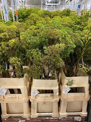 Срезанные цветы оптом Ferula seed pod от 10шт из Голландии с доставкой по России