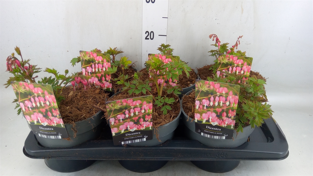 Горшечные цветы и растения оптом Dicentra Spectabilis от 6шт из Голландии с доставкой по России