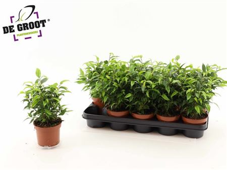 Горшечные цветы и растения оптом Ficus Be Natasja от 10шт из Голландии с доставкой по России