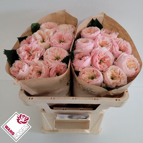 Срезанные цветы оптом Rosa garden sweet diamond от 20шт из Голландии с доставкой по России