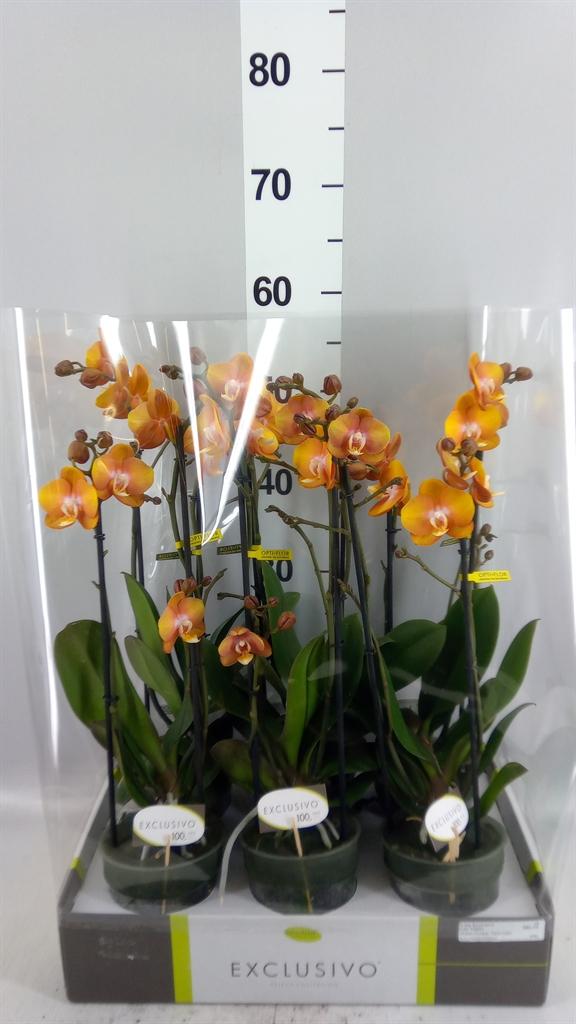 Горшечные цветы и растения оптом Phalaenopsis Multi. ant Las Vegas от 6шт из Голландии с доставкой по России
