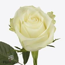 Срезанные цветы оптом Rosa large albatros от 60шт из Голландии с доставкой по России