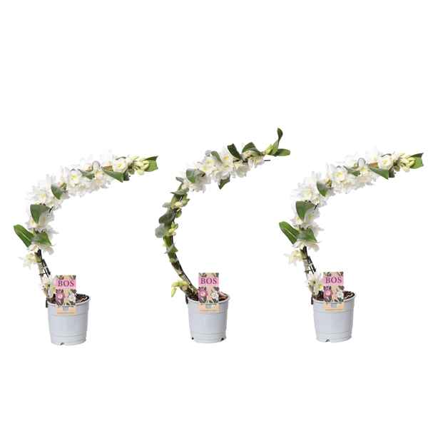 Горшечные цветы и растения оптом Dendr Nob 1st Special Boomerang от 6шт из Голландии с доставкой по России