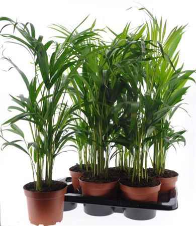 Горшечные цветы и растения оптом Dypsis Lutescens 15pp от 6шт из Голландии с доставкой по России