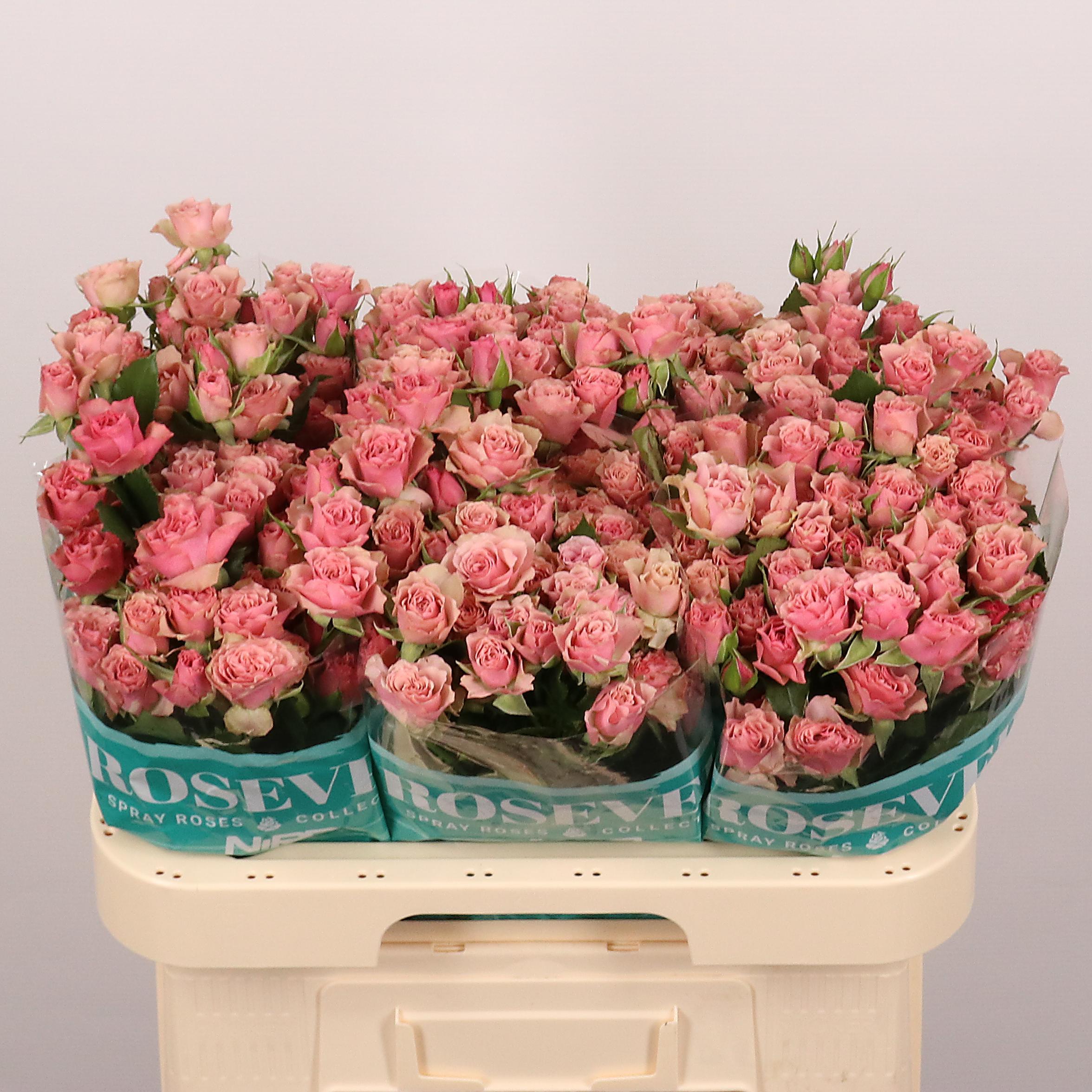 Срезанные цветы оптом Rosa spray vintage rosever от 40шт из Голландии с доставкой по России