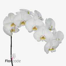 Срезанные цветы оптом Phalaenopsis kobe (per flower) от 45шт из Голландии с доставкой по России