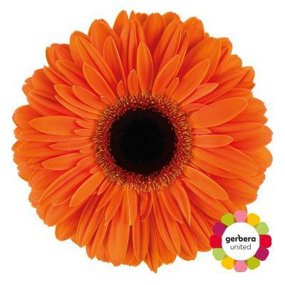 Срезанные цветы оптом Gerbera diamond dutch pride от 15шт из Голландии с доставкой по России