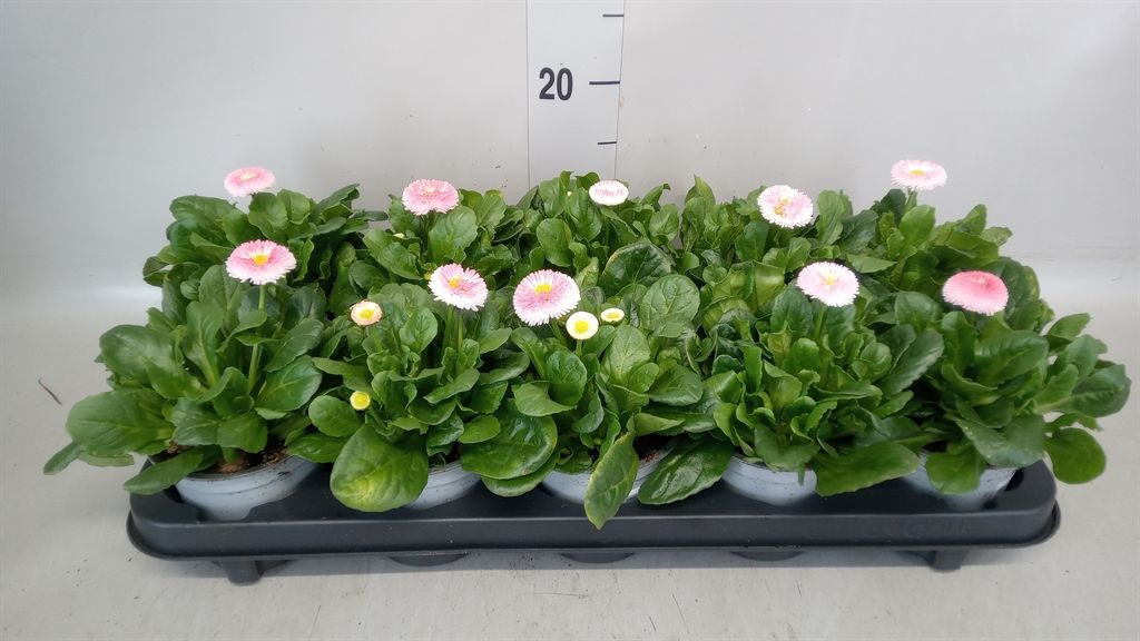 Горшечные цветы и растения оптом Bellis   ... от 10шт из Голландии с доставкой по России