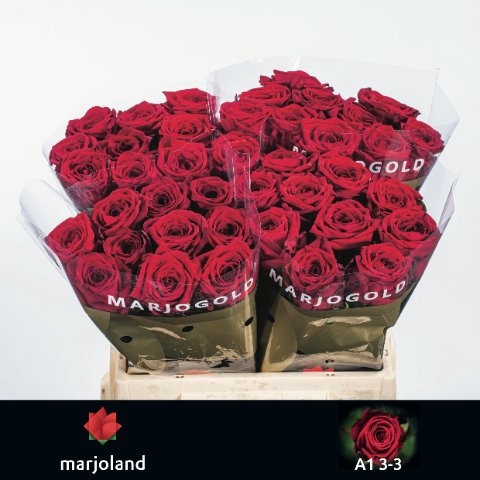 Срезанные цветы оптом Rosa large red naomi! от 40шт. из Голландии с доставкой по России