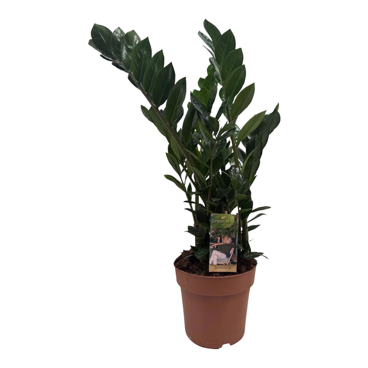 Горшечные цветы и растения оптом Zamioculcas от 1шт из Голландии с доставкой по России