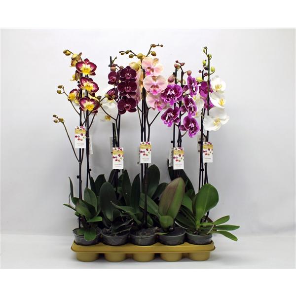 Горшечные цветы и растения оптом Phal 1st Mix 9+ (phalaenova) от 10шт из Голландии с доставкой по России