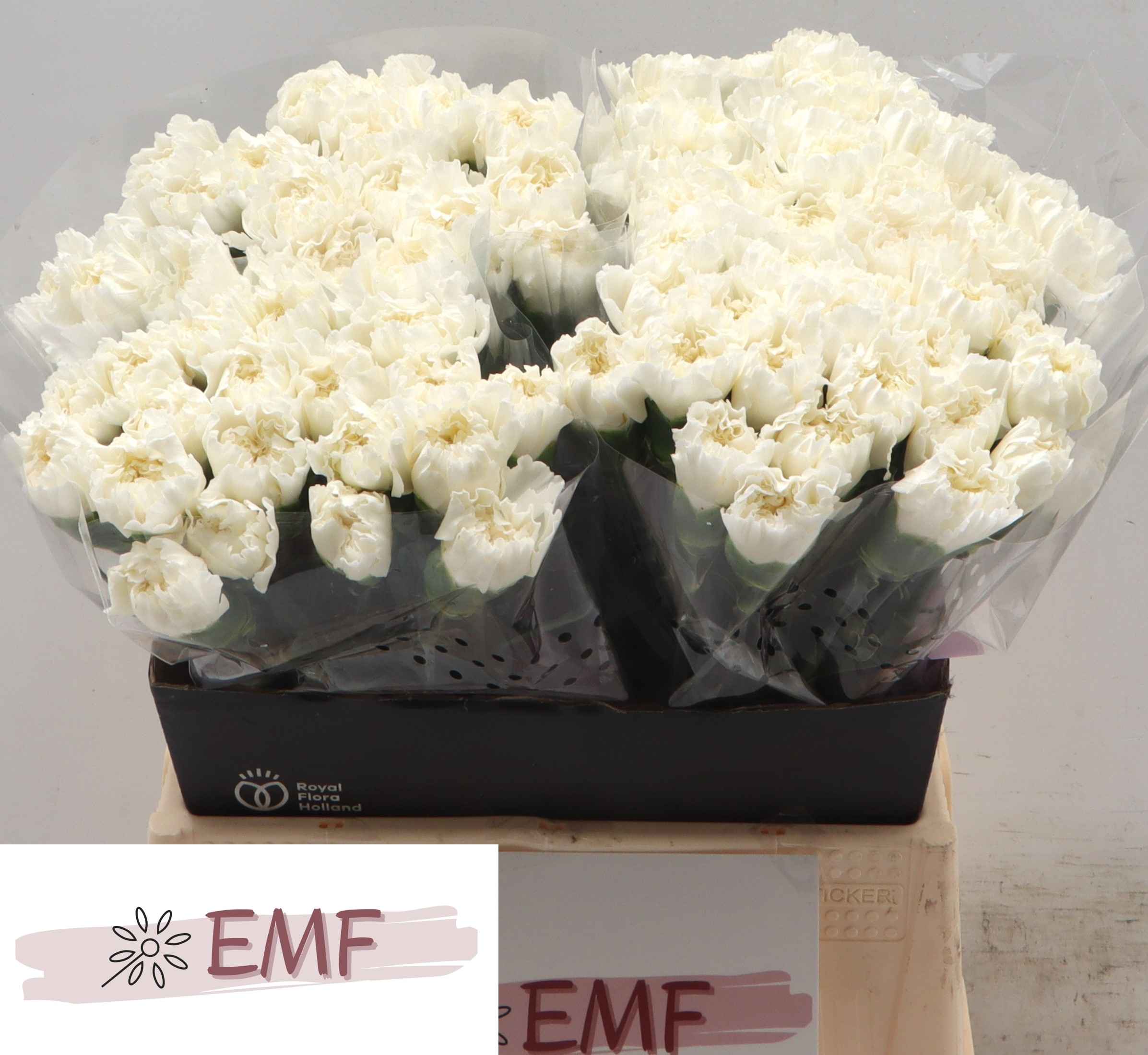Срезанные цветы оптом Dianthus st mont blanc от 80шт из Голландии с доставкой по России