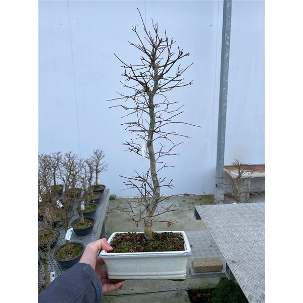 Горшечные цветы и растения оптом Bonsai Acer Palmatum Deshojo от 3шт из Голландии с доставкой по России