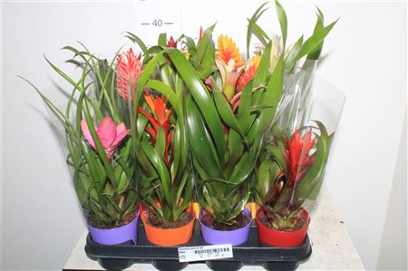 Горшечные цветы и растения оптом Bromelia Gem 8 Srt Ceramic от 11шт (для телеги) из Голландии с доставкой по России