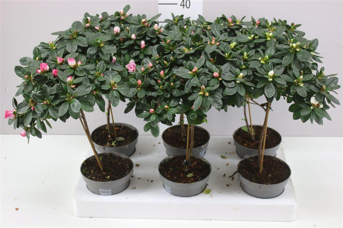 Горшечные цветы и растения оптом Rhododendron Si Op Stam Gemengd от 6шт из Голландии с доставкой по России