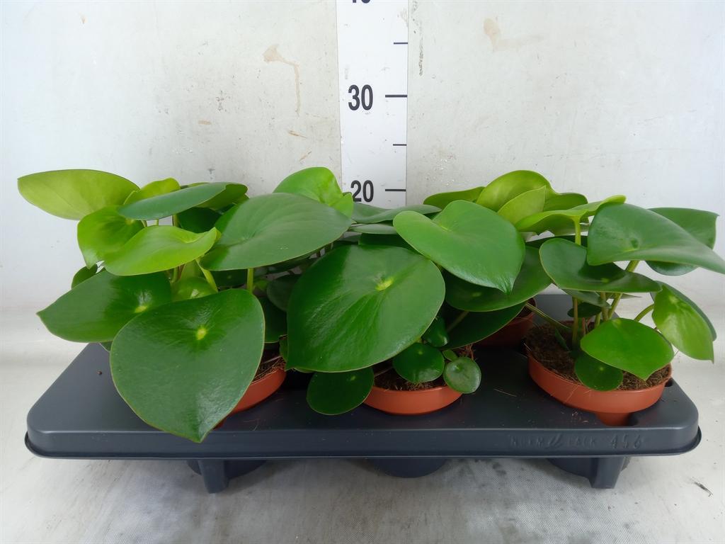 Горшечные цветы и растения оптом Peperomia Raindrop от 6шт из Голландии с доставкой по России