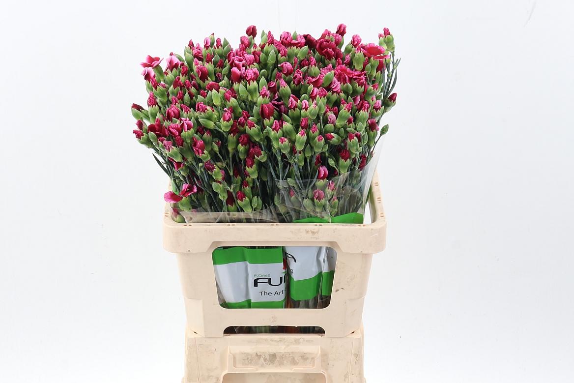 Срезанные цветы оптом Dianthus sp solandis brightfly от 100шт из Голландии с доставкой по России