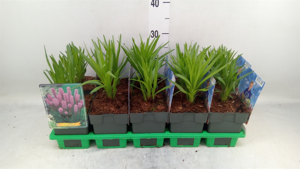 Горшечные цветы и растения оптом Liatris Spicata от 10шт из Голландии с доставкой по России