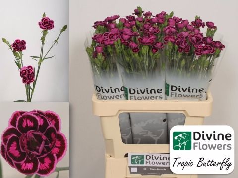 Срезанные цветы оптом Dianthus sp tropic butterfly eolo от 60шт из Голландии с доставкой по России