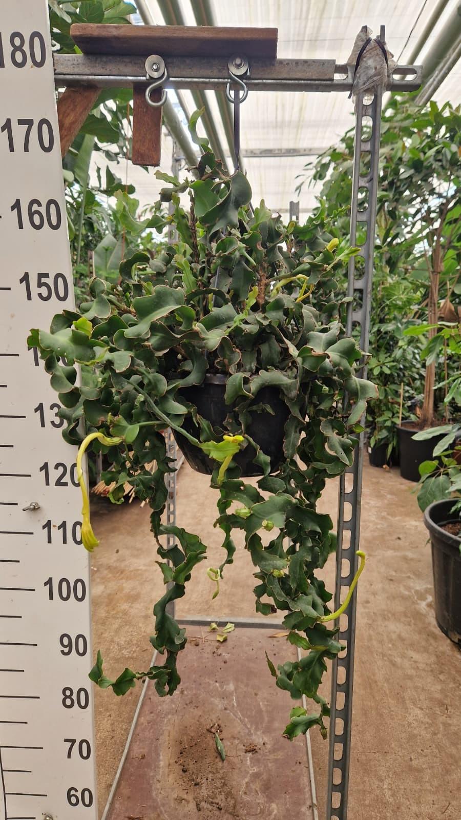 Горшечные цветы и растения оптом Epiphyllum Guatemalense Subsp. Monstrose от 1шт из Голландии с доставкой по России