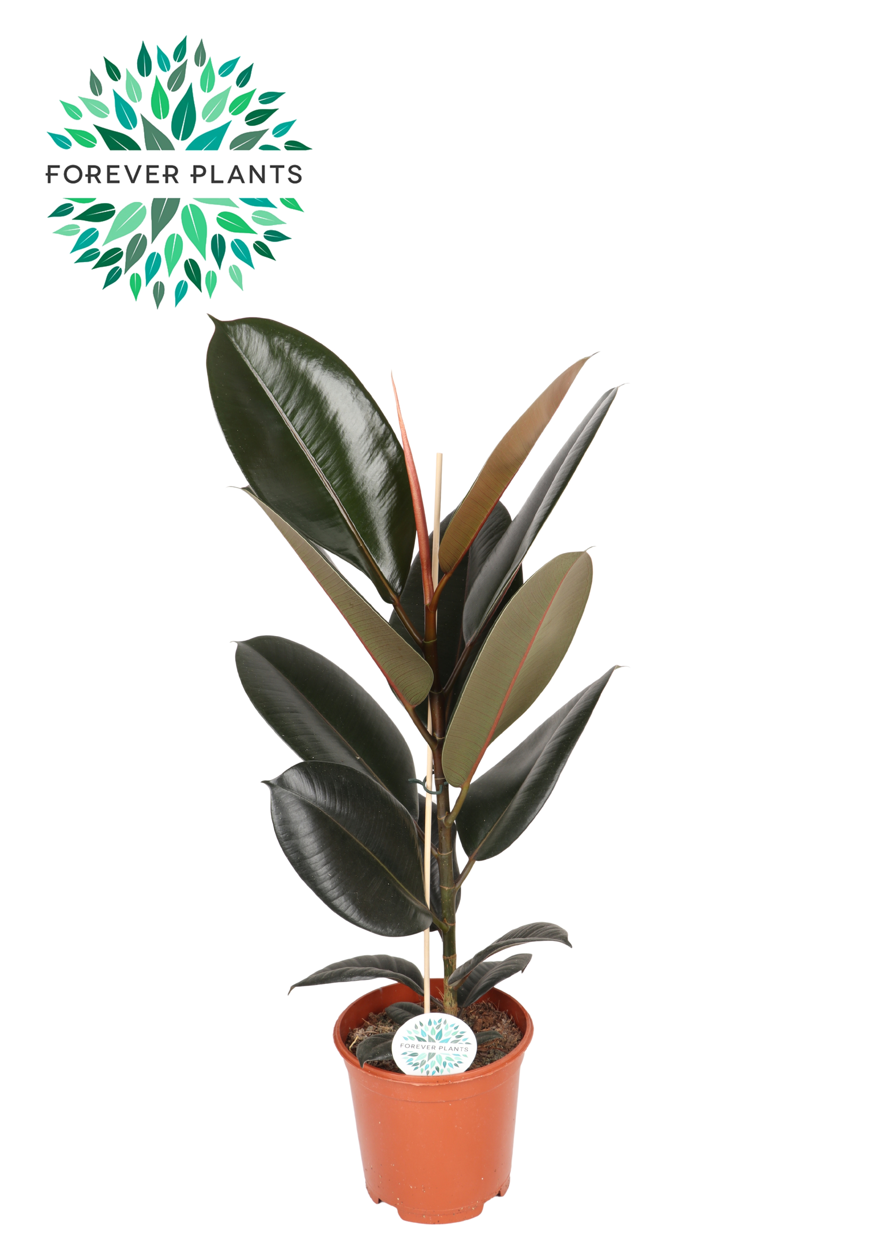 Горшечные цветы и растения оптом Ficus El Abidjan от 1шт из Голландии с доставкой по России