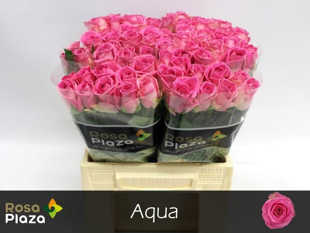 Срезанные цветы оптом Rosa large aqua! от 80шт.. из Голландии с доставкой по России