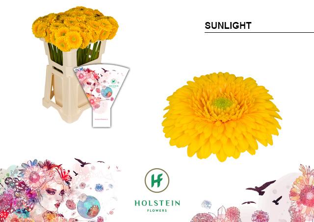 Срезанные цветы оптом Germini gerponi sunlight от 80шт из Голландии с доставкой по России