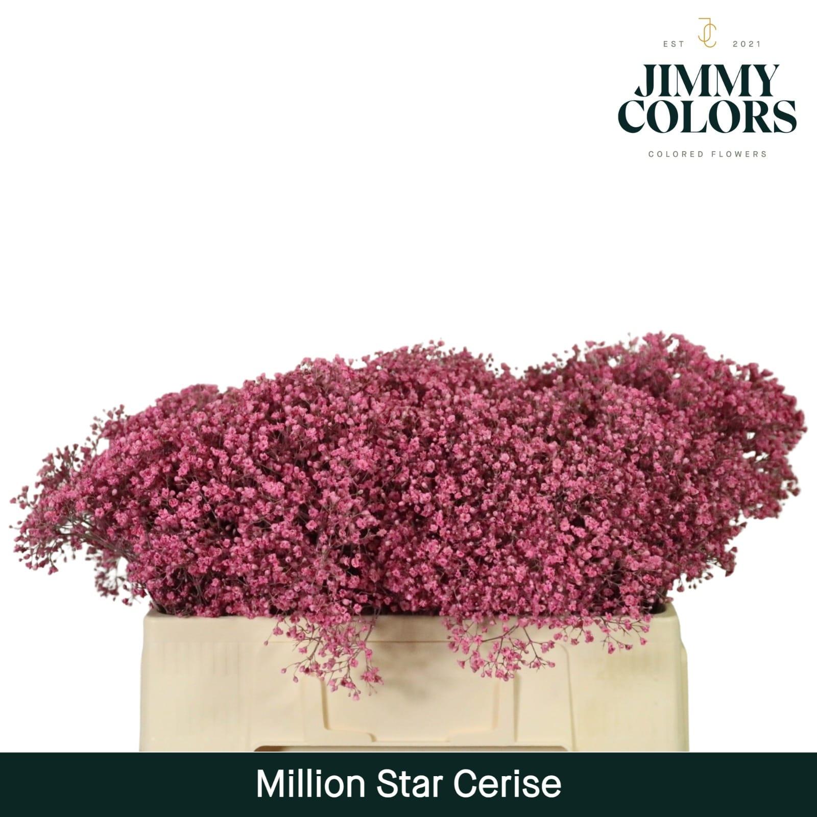 Срезанные цветы оптом Gyps fine paint cerise от 100шт из Голландии с доставкой по России