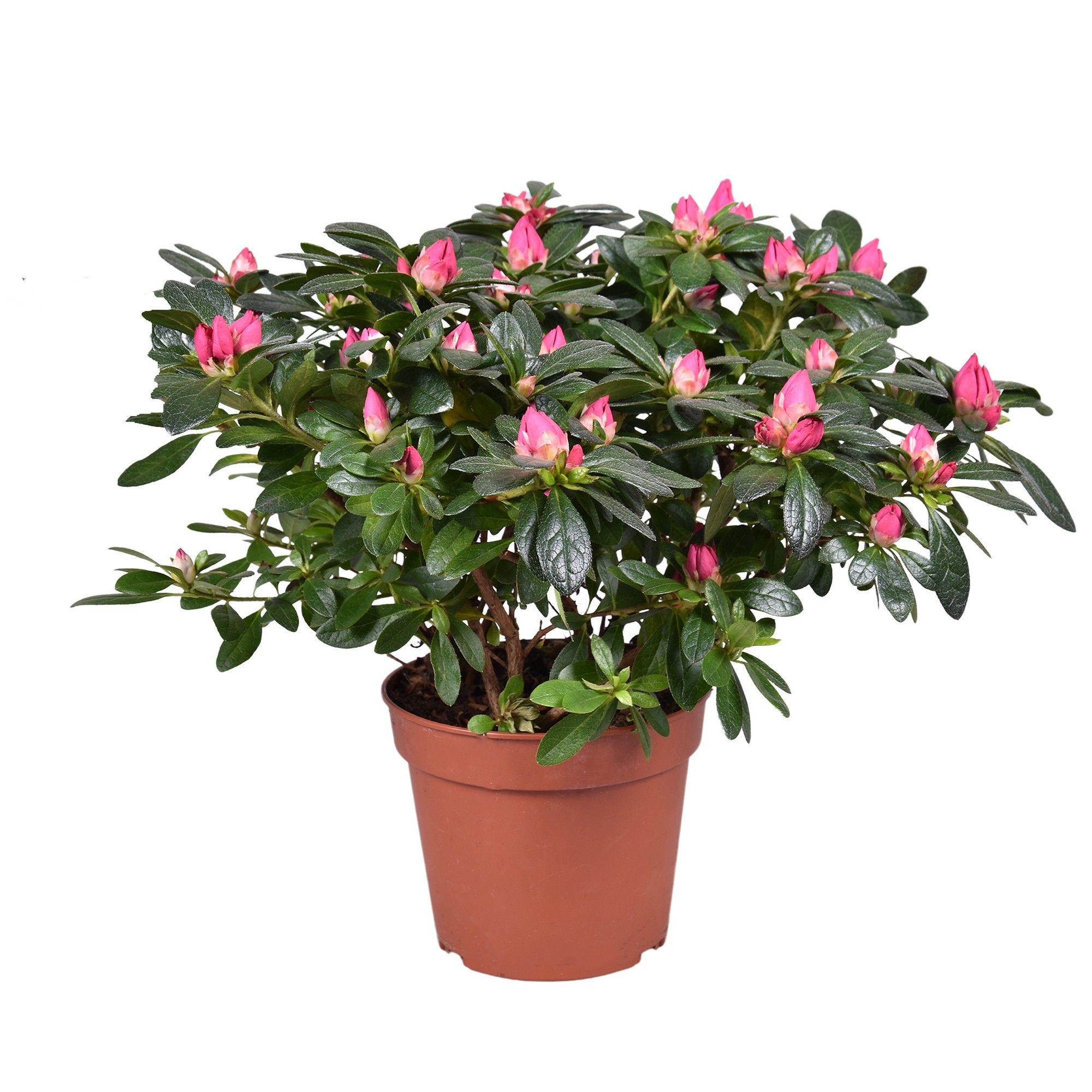 Горшечные цветы и растения оптом Azalea Tamira Red от 6шт из Голландии с доставкой по России