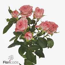 Срезанные цветы оптом Rosa sp first date от 20шт из Голландии с доставкой по России