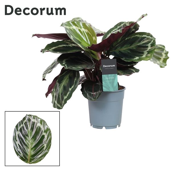 Горшечные цветы и растения оптом Calathea Medaillon (decorum) от 6шт из Голландии с доставкой по России