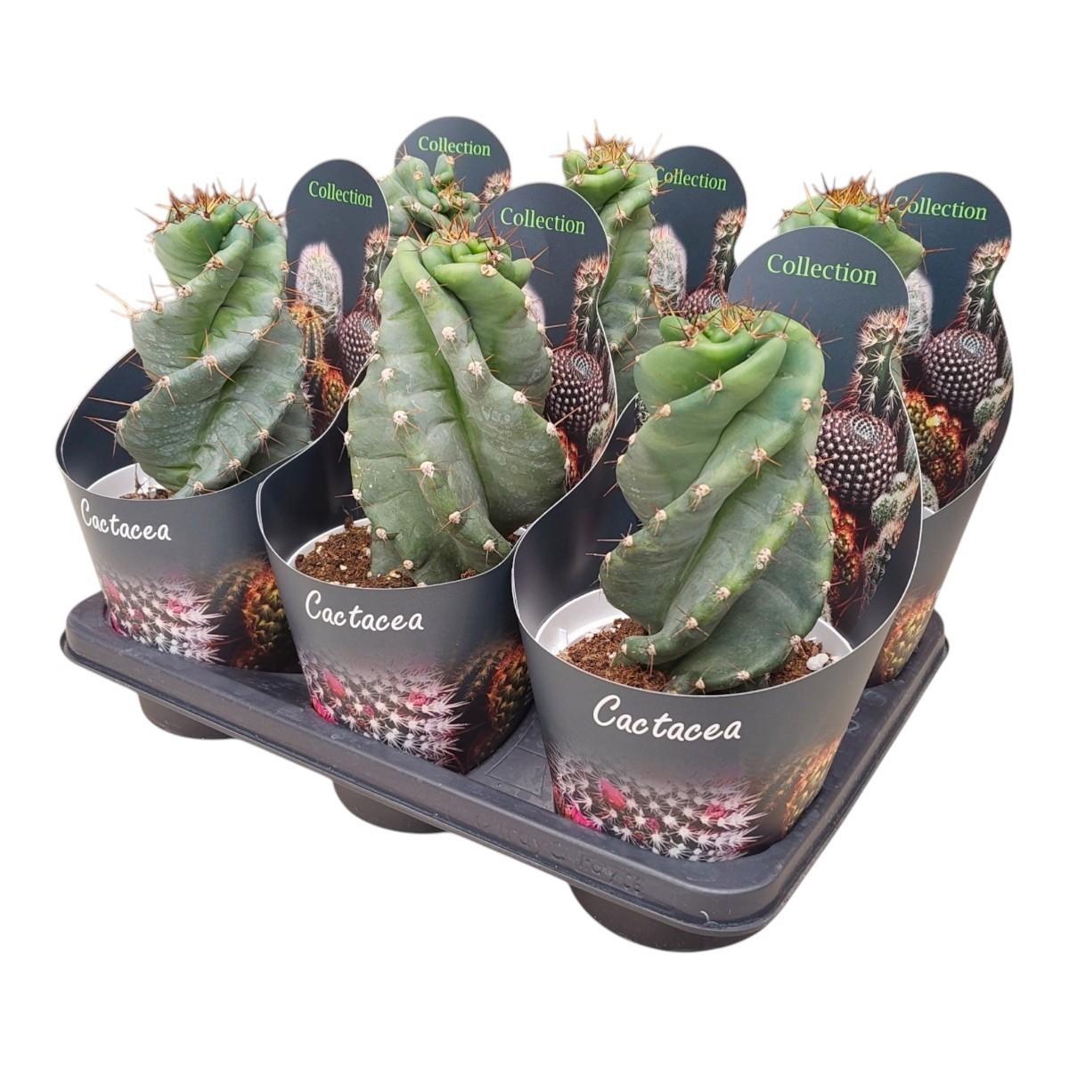 Горшечные цветы и растения оптом Cereus Forbesii Spiralis Potcover от 6шт из Голландии с доставкой по России