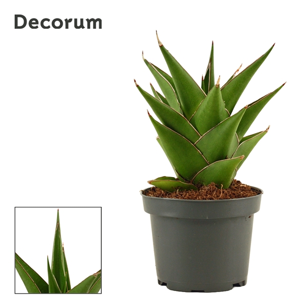 Горшечные цветы и растения оптом Sansevieria Temple Crown (decorum) от 12шт из Голландии с доставкой по России