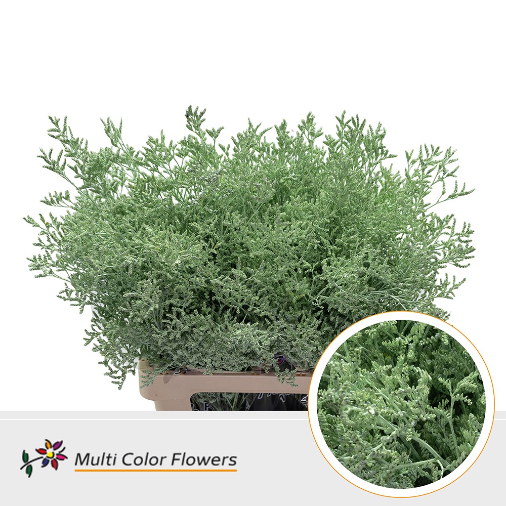 Срезанные цветы оптом Limonium paint mint green от 50шт. из Голландии с доставкой по России