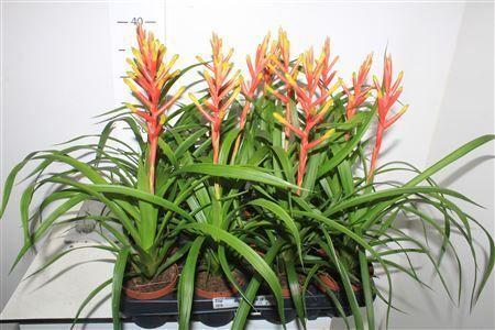 Горшечные цветы и растения оптом Guzm Dissitiflora от 12шт (для телеги) из Голландии с доставкой по России