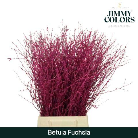Срезанные цветы оптом Betula paint fuchsia от 10шт из Голландии с доставкой по России